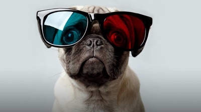 Pug 1 Photo